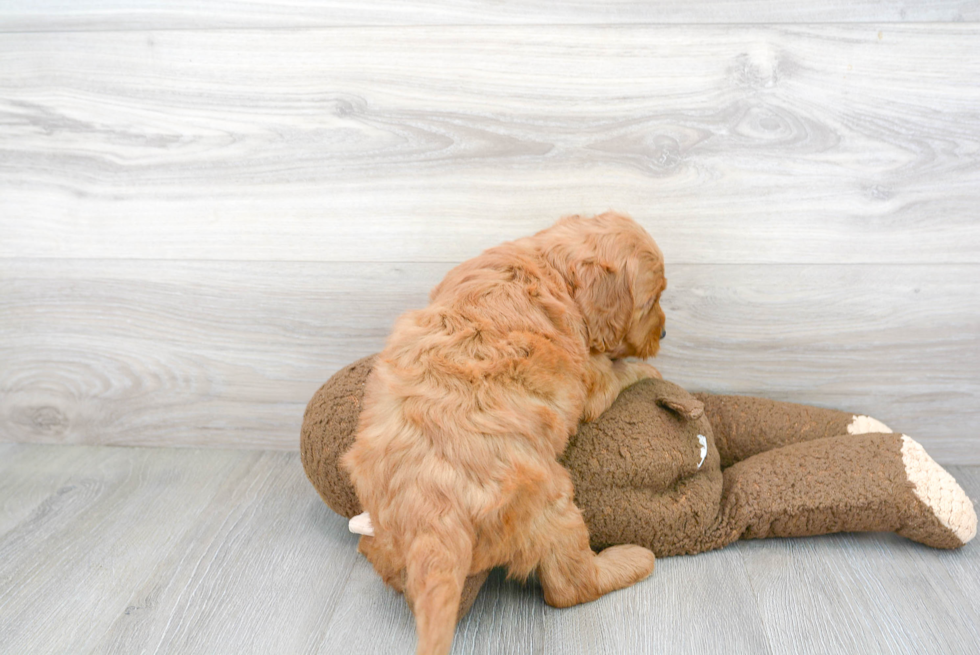 Fluffy Mini Goldendoodle Poodle Mix Pup