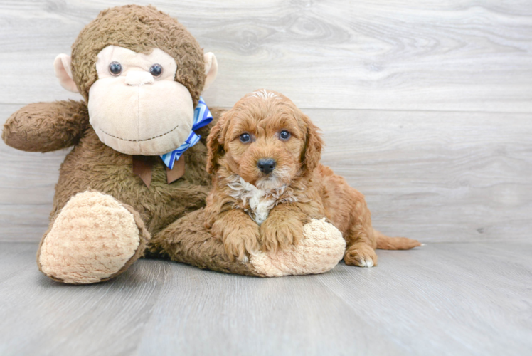 Mini Goldendoodle Pup Being Cute