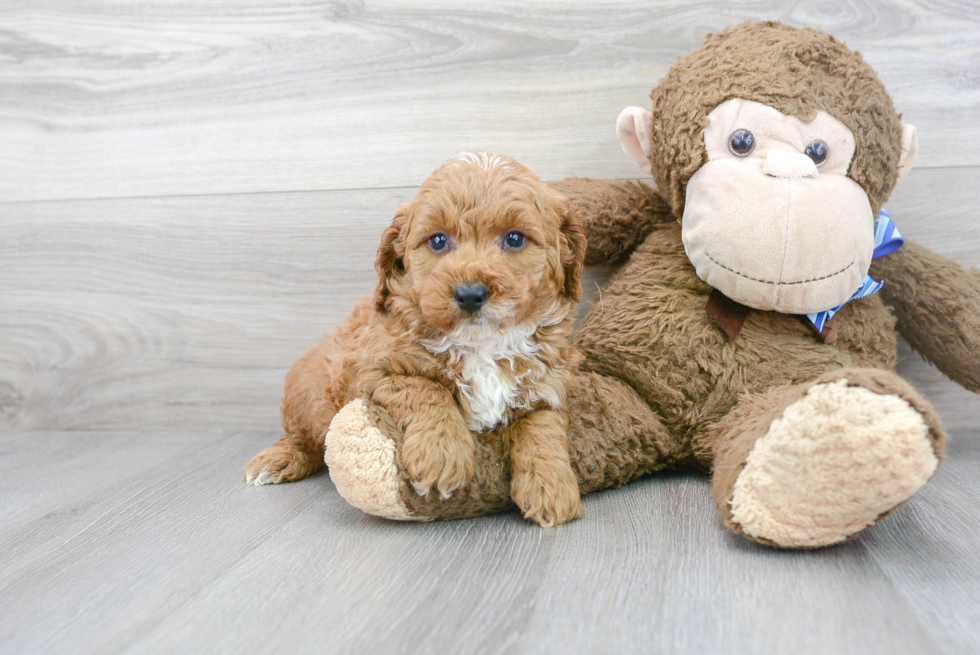 Little Golden Retriever Poodle Mix Puppy