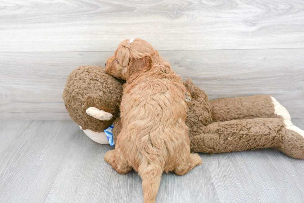 Mini Goldendoodle Pup Being Cute