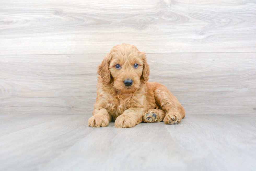 Sweet Mini Goldendoodle Baby