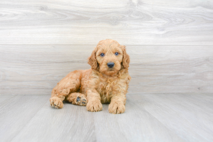 Mini Goldendoodle Puppy for Adoption