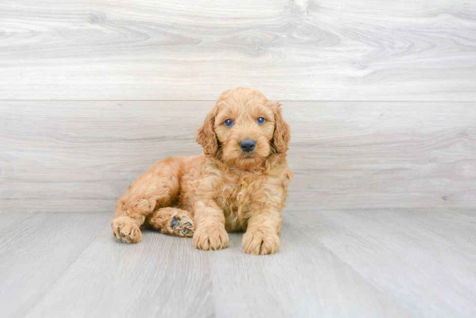 Mini Goldendoodle Puppy for Adoption