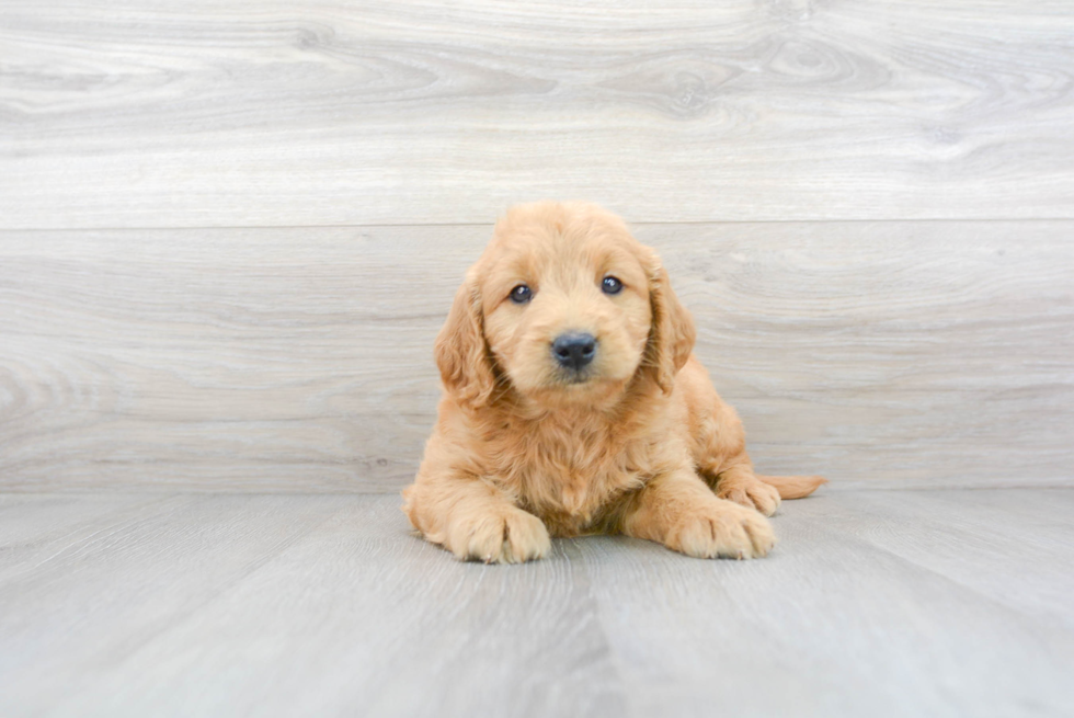 Mini Goldendoodle Puppy for Adoption