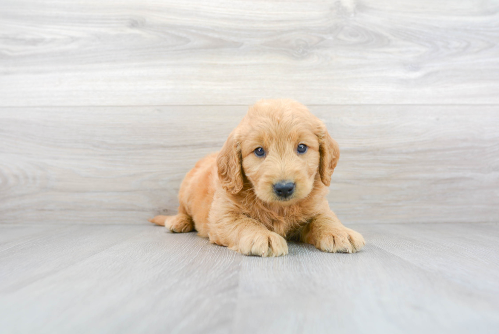 Mini Goldendoodle Pup Being Cute