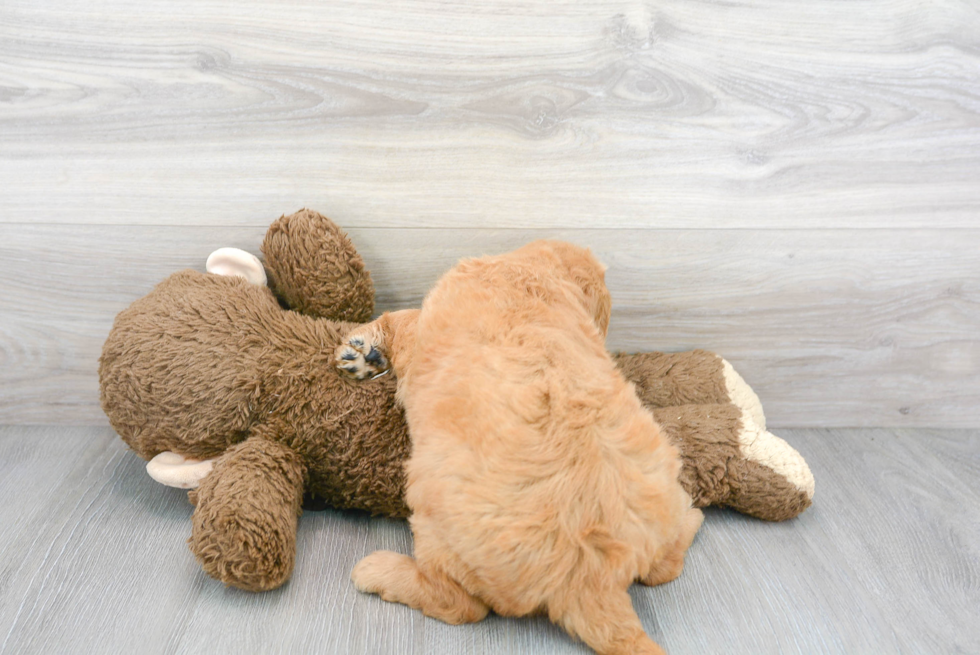 Little Golden Retriever Poodle Mix Puppy