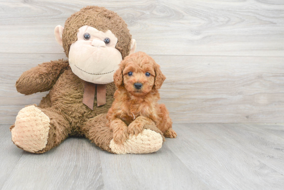 Mini Goldendoodle Pup Being Cute