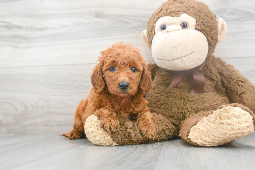 Mini Goldendoodle Pup Being Cute