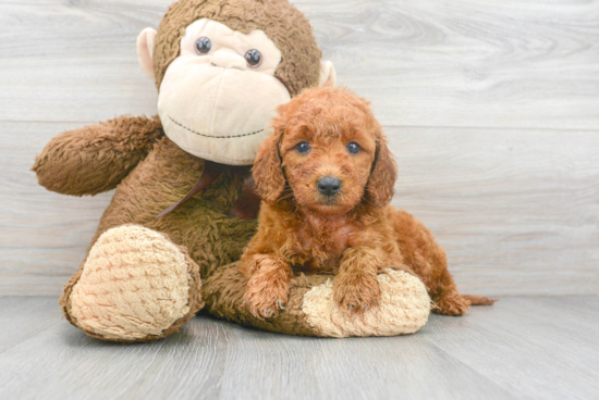 Energetic Golden Retriever Poodle Mix Puppy