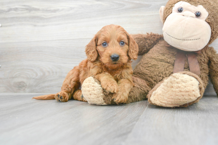 Mini Goldendoodle Pup Being Cute