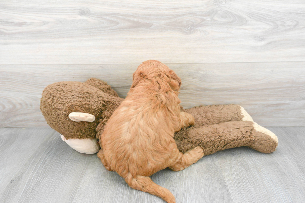 Mini Goldendoodle Puppy for Adoption