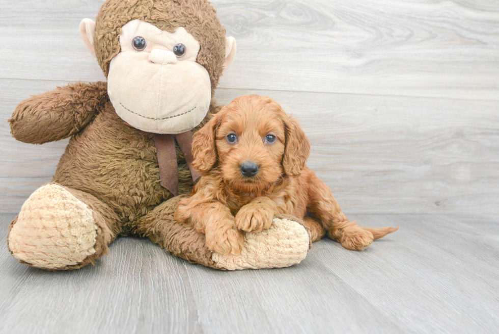 Popular Mini Goldendoodle Poodle Mix Pup