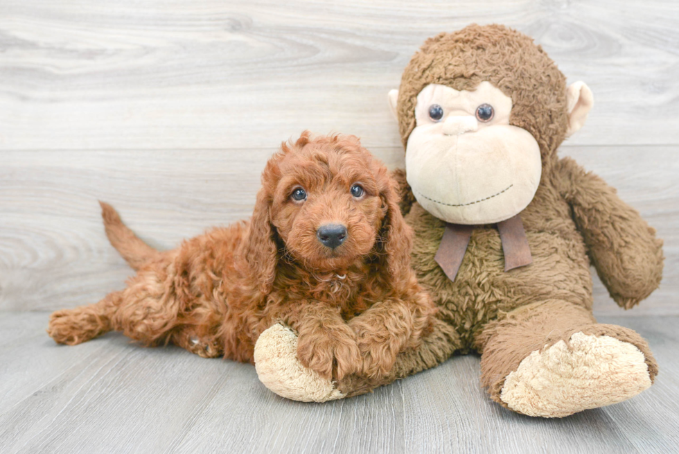 Smart Mini Goldendoodle Poodle Mix Pup