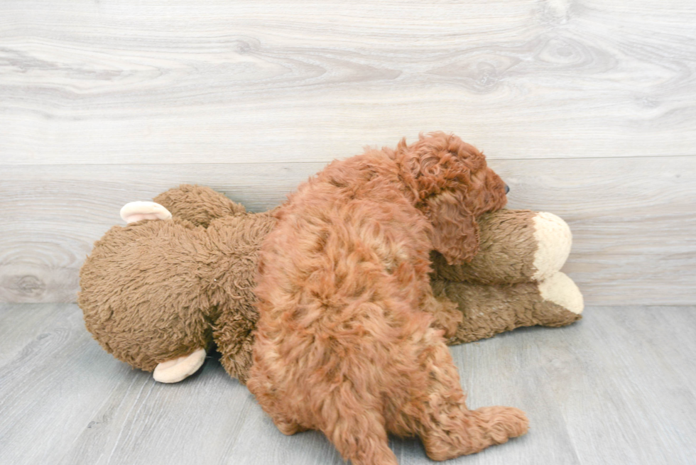 Mini Goldendoodle Puppy for Adoption