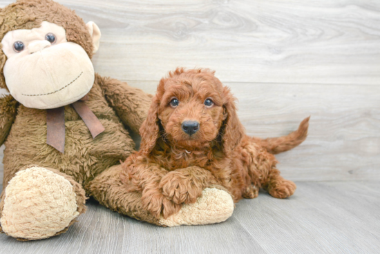 Funny Mini Goldendoodle Poodle Mix Pup