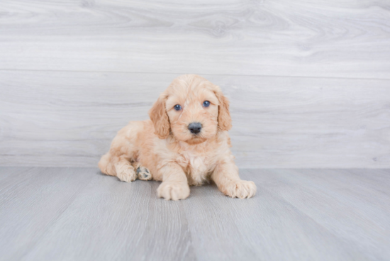 Best Mini Goldendoodle Baby