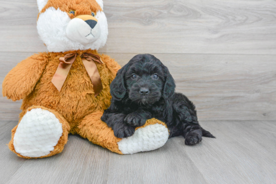 Hypoallergenic Golden Retriever Poodle Mix Puppy