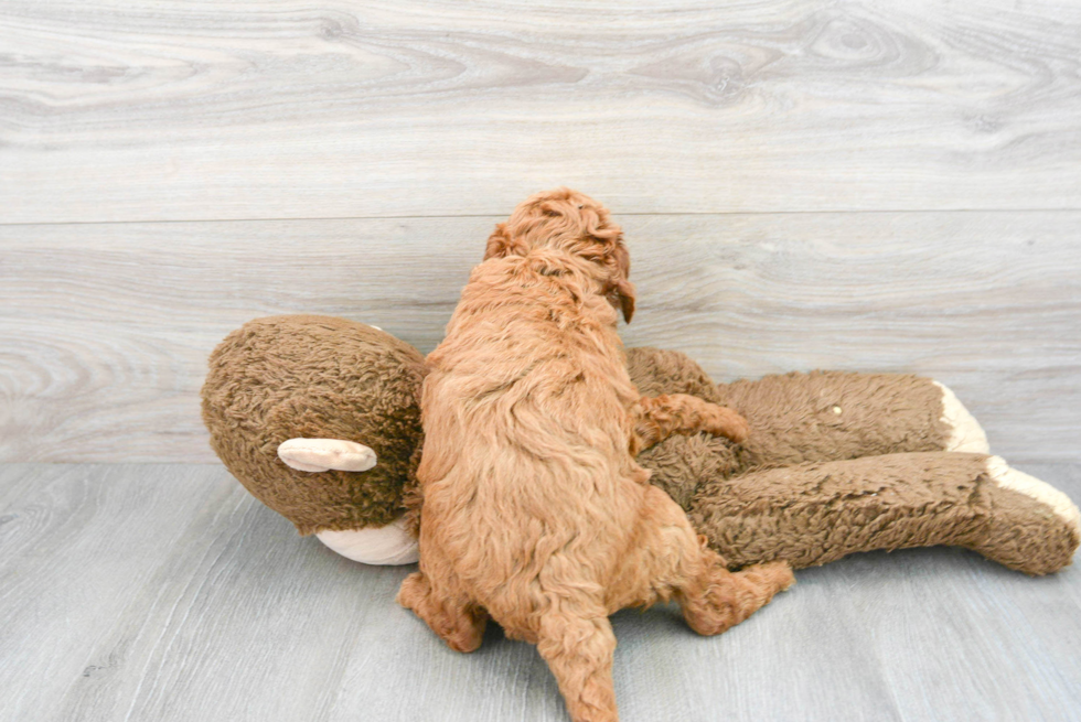 Best Mini Goldendoodle Baby
