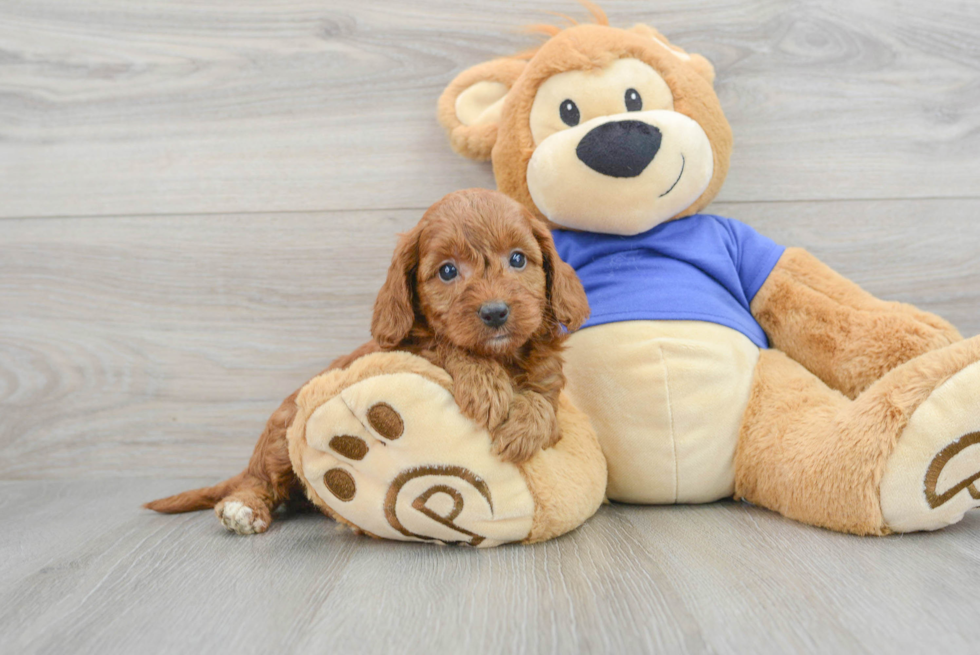 Playful Golden Retriever Poodle Mix Puppy