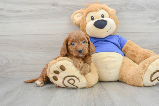 Playful Golden Retriever Poodle Mix Puppy