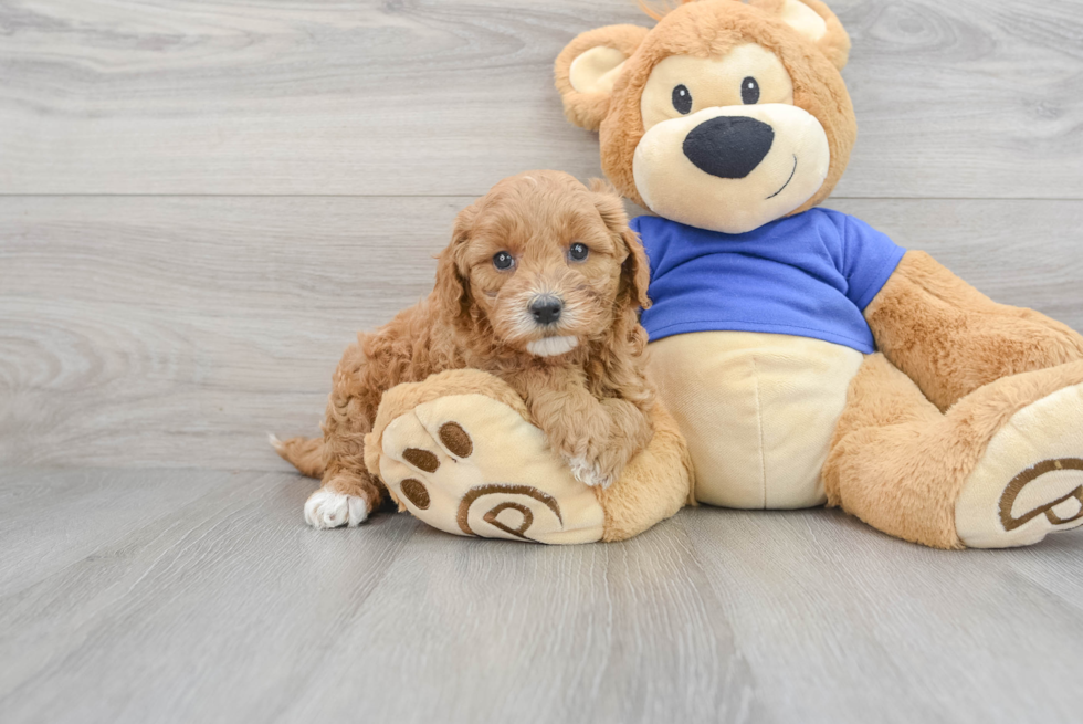 Mini Goldendoodle Pup Being Cute