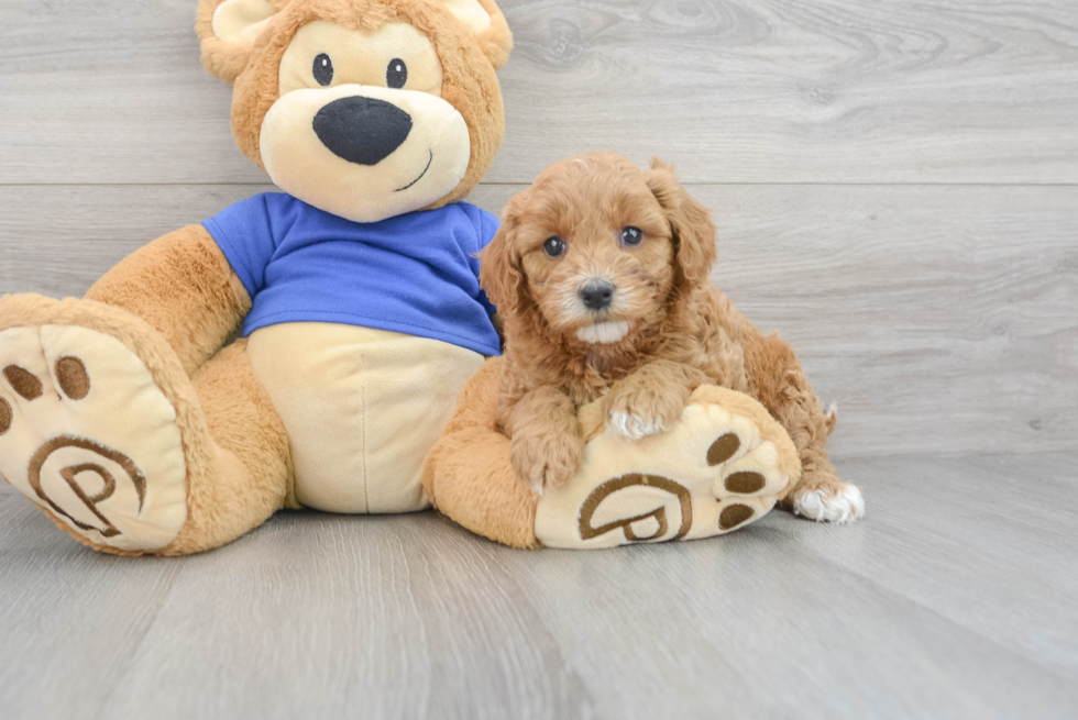 Smart Mini Goldendoodle Poodle Mix Pup