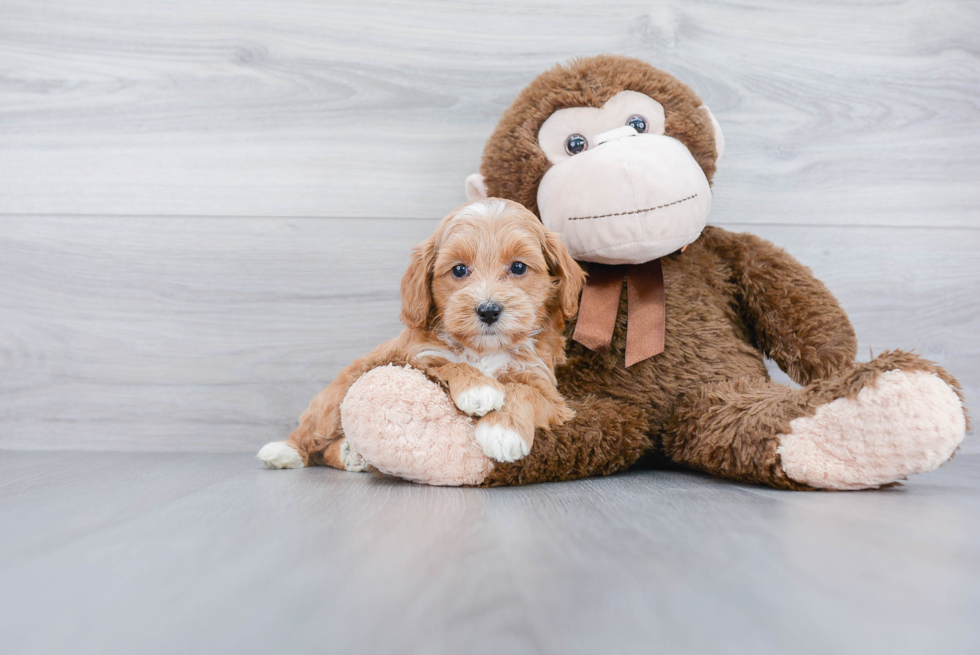 Mini Goldendoodle Puppy for Adoption