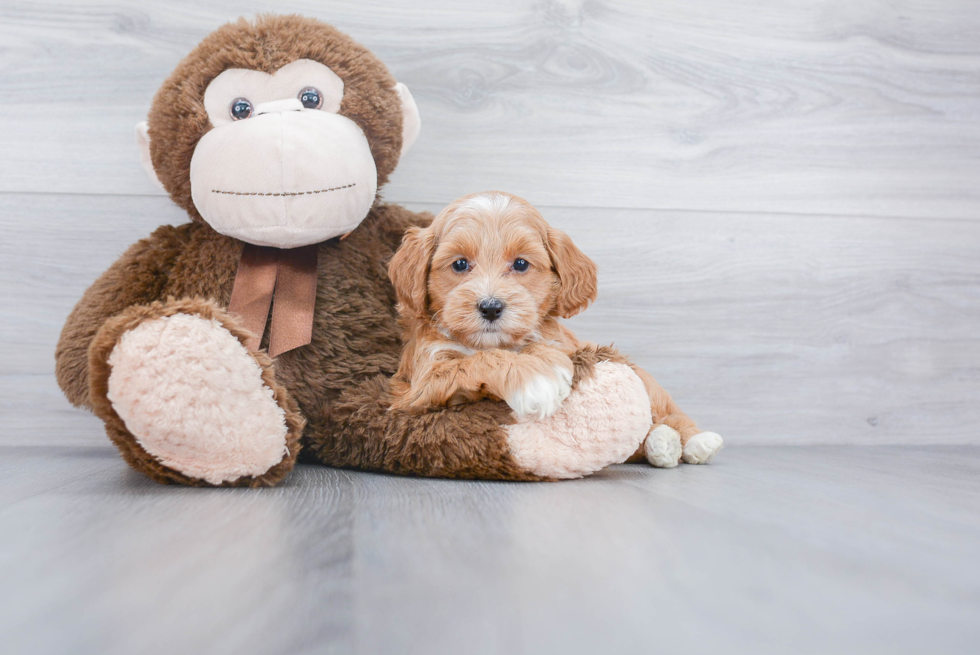 Fluffy Mini Goldendoodle Poodle Mix Pup