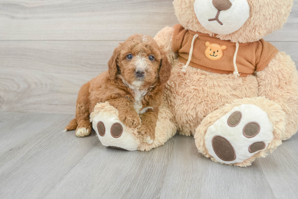 Mini Goldendoodle Pup Being Cute