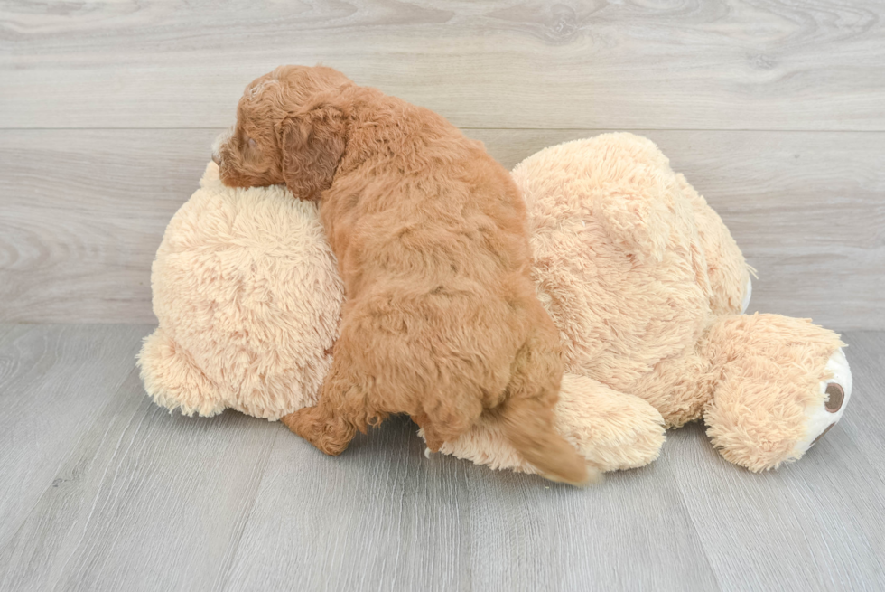 Popular Mini Goldendoodle Poodle Mix Pup