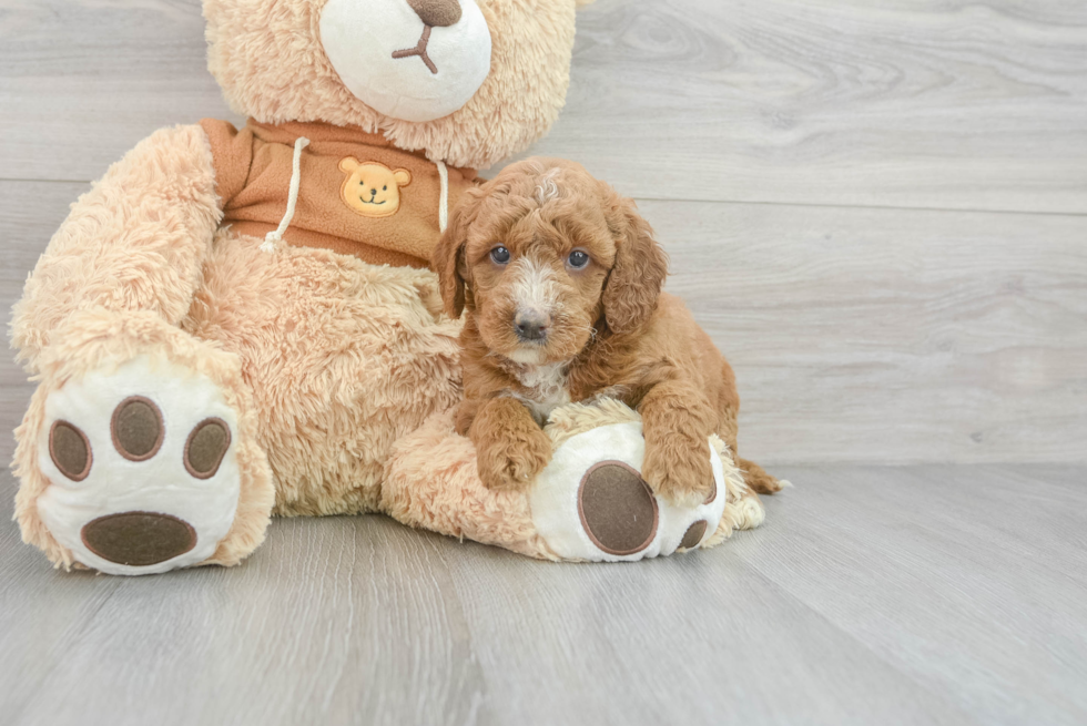 Mini Goldendoodle Pup Being Cute