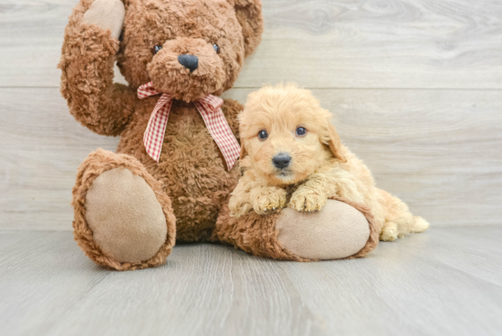 Friendly Mini Goldendoodle Baby