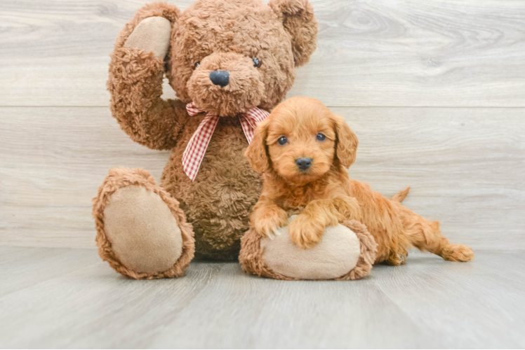 Mini Goldendoodle Puppy for Adoption