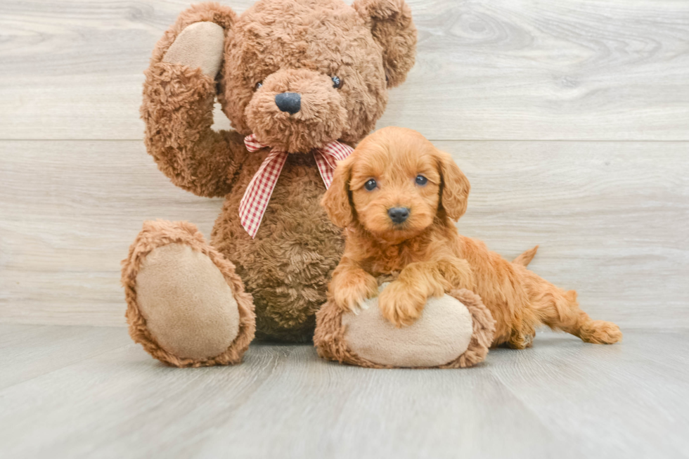 Mini Goldendoodle Puppy for Adoption