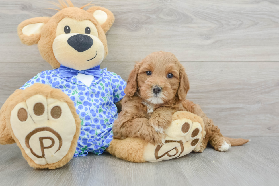 Fluffy Mini Goldendoodle Poodle Mix Pup