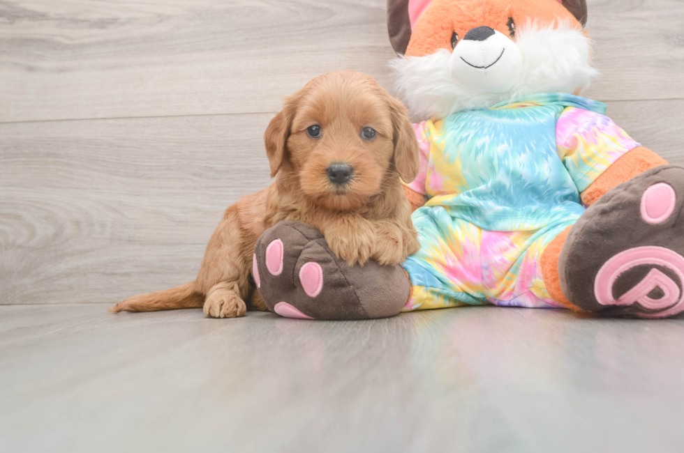 5 week old Mini Goldendoodle Puppy For Sale - Premier Pups