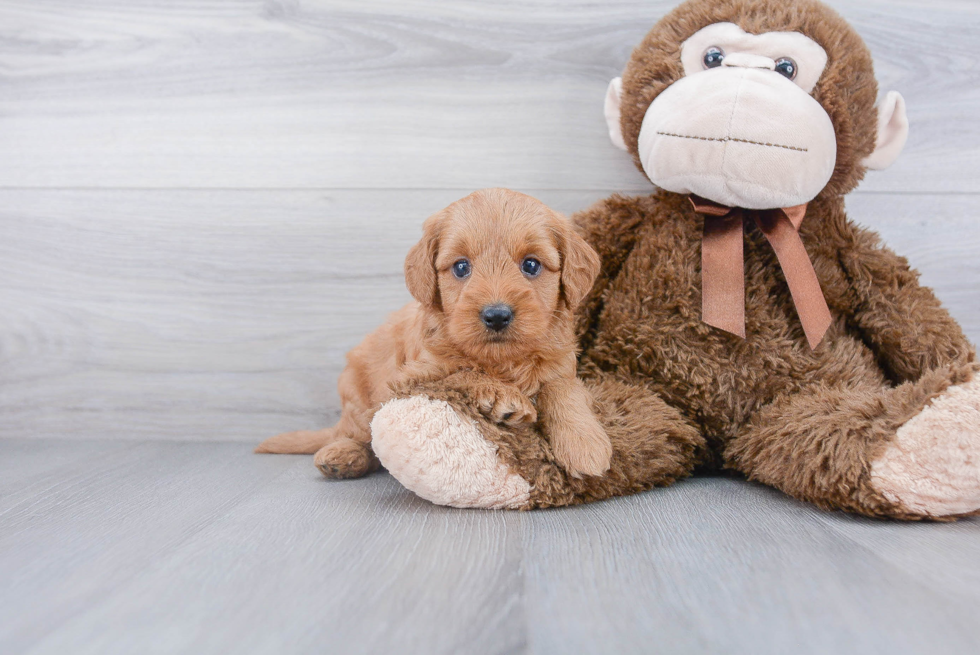 Petite Mini Goldendoodle Poodle Mix Pup