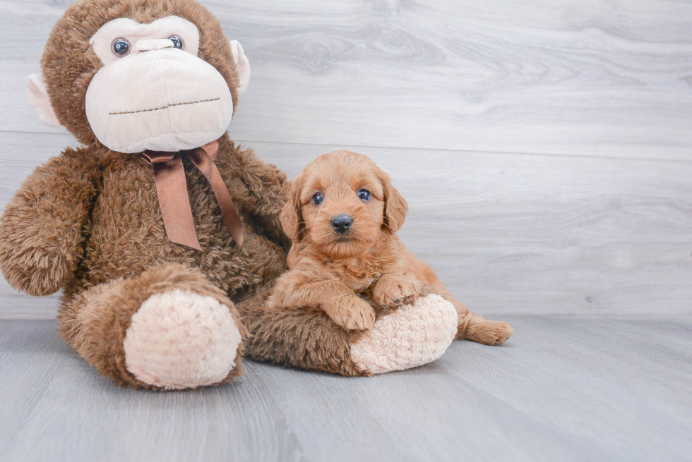 Mini Goldendoodle Puppy for Adoption