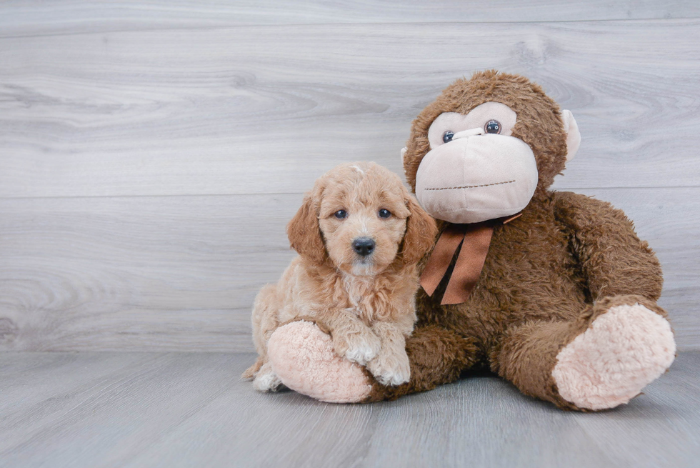 Energetic Golden Retriever Poodle Mix Puppy