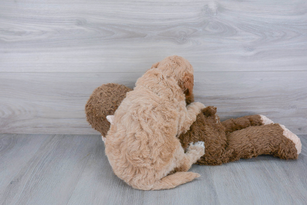 Hypoallergenic Golden Retriever Poodle Mix Puppy