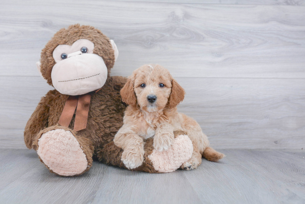 Smart Mini Goldendoodle Poodle Mix Pup