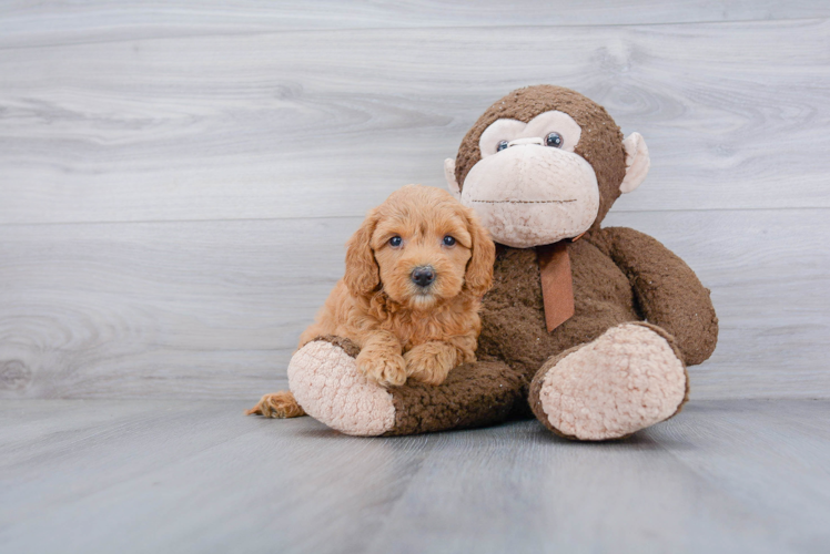 Best Mini Goldendoodle Baby