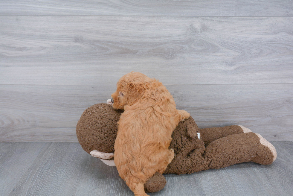 Best Mini Goldendoodle Baby