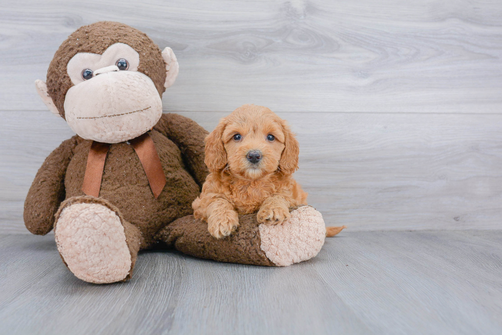 Playful Golden Retriever Poodle Mix Puppy