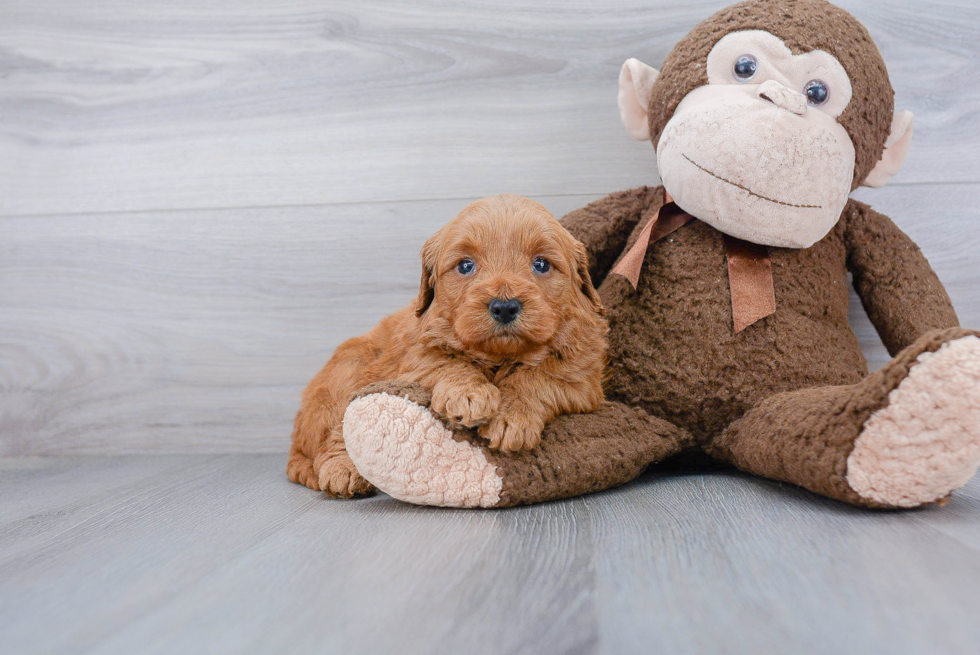 Mini Goldendoodle Puppy for Adoption