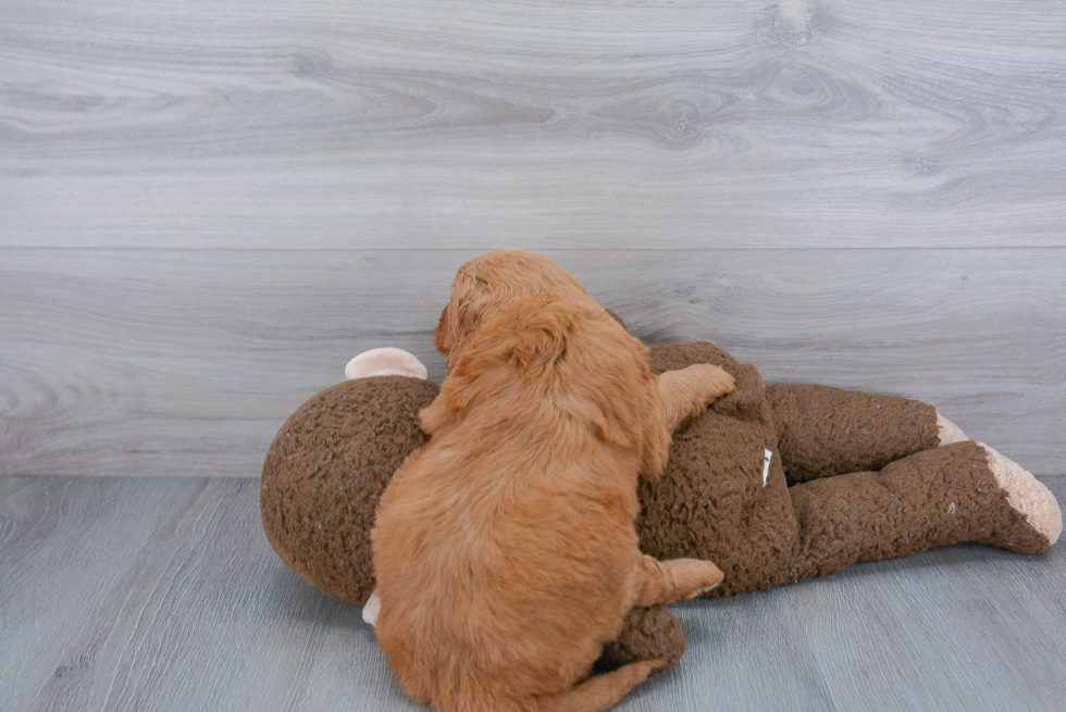 Sweet Mini Goldendoodle Baby