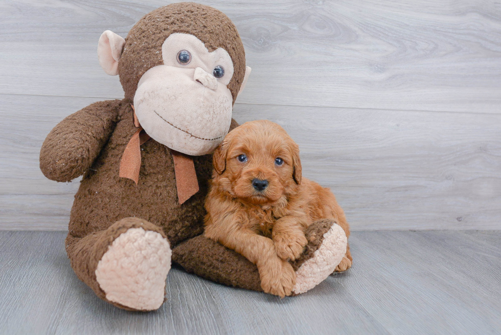 Friendly Mini Goldendoodle Baby