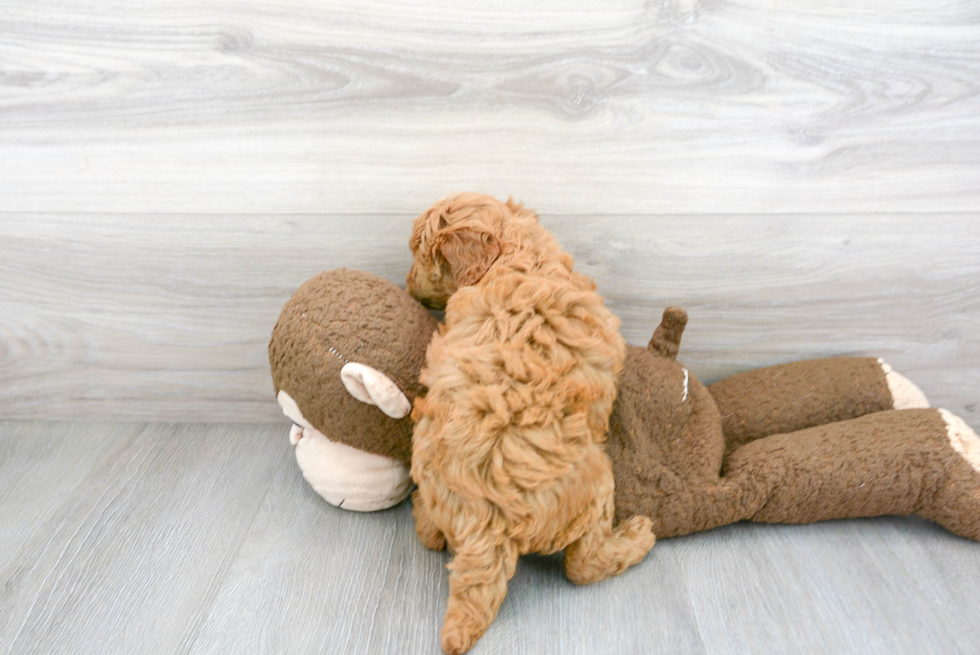 Popular Mini Goldendoodle Poodle Mix Pup