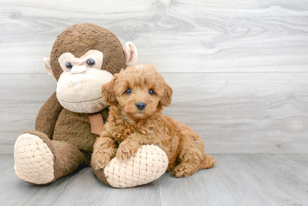 Mini Goldendoodle Pup Being Cute