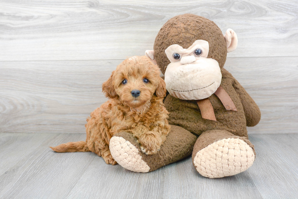 Best Mini Goldendoodle Baby